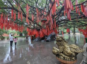 cây ước nguyện nhật bản