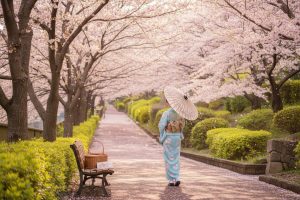 hoa anh đào nhật bản nở vào tháng mấy